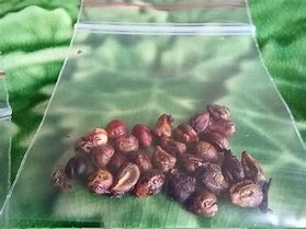 Image result for Wild Grape Seeds