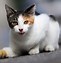 Image result for Calico Cat Outside