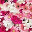 Image result for iPhone SE Flower Wallpaper
