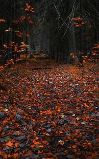 Image result for Fall Wallpaper for Amazon Fire Tablet