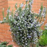 Image result for Rosmarinus officinalis Prostratus