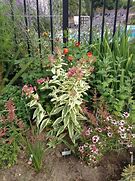 Image result for Phlox Becky Towe ® (Paniculata-Group)