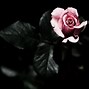 Image result for Gothic Rose Black and White