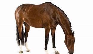 Image result for Horse Head Down
