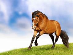 Image result for Horse Wallpaper Free