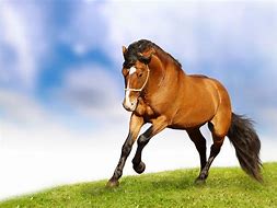 Image result for Best Horse Background