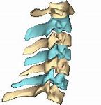 Image result for Atlas Vertebrae