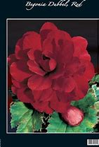 Image result for Begonia dubbel grootbloemig roze