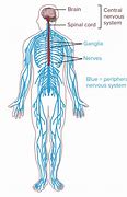 Image result for Nervous Tissue Function and Location