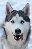 Image result for Husky Losing Hair