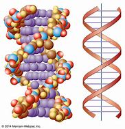 Image result for DNA Sequence for Kids