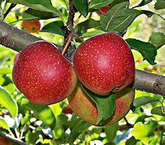 Image result for Two Red Apple's