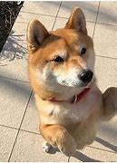 Image result for Cutest Shiba Inu