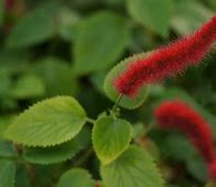 Image result for Mexican Ground Cover Red Leaves with White Flower Stalks
