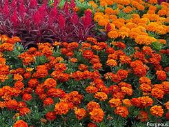Image result for Marigold Companion Plants