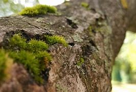 Image result for Pictture of Moss