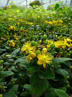 Image result for Hypericum Hidcote Limelight