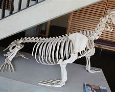 Image result for Sea Lion Skeleton