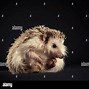 Image result for Hedgehog in Ball