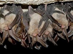 Image result for North American Brown Bat