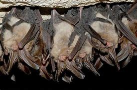 Image result for Bat Cave Austin Texas