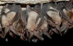 Image result for Bat in the Cave and Trees