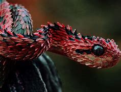 Image result for serpent