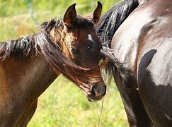 Image result for Thoroughbred Racehorse