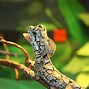 Image result for Lizard Types