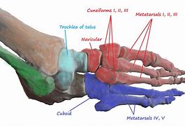 metatarsus 的图像结果