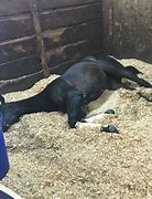 Image result for Animal House Dead Horse