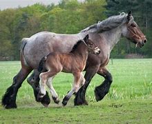 Image result for Belgian Draft Horse