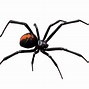Image result for Redback Spider