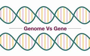 Image result for Genome and Gene Difference
