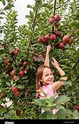 Image result for Cent Air Girl Picking Fruit