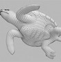 红海龟 的图像结果