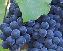 Image result for Table Grapes Varieties