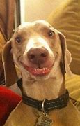 Image result for Dog Looking Awkward Meme