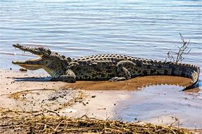 Image result for African Nile Crocodile