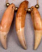 Image result for Fossilized Animal Teeth