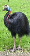Image result for Third Largest Bird in the World
