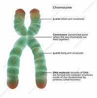 Image result for One Chromosome
