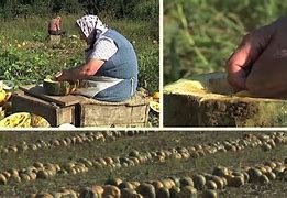 Image result for agrifaca