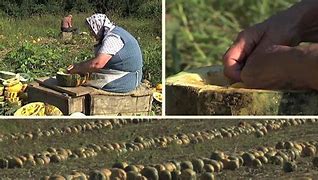 Image result for agricada