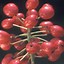 Image result for Actaea rubifolia