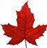 Image result for Maple Leaf Close Up
