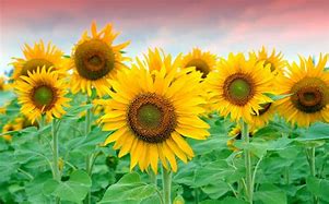 Image result for Beautiful Sunflowers