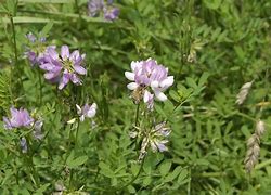 Image result for coronilla_varia