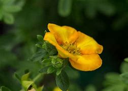 Image result for Potentilla fruticosa MANDARIN TANGO