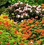 Image result for chelsea garden shows screensavers